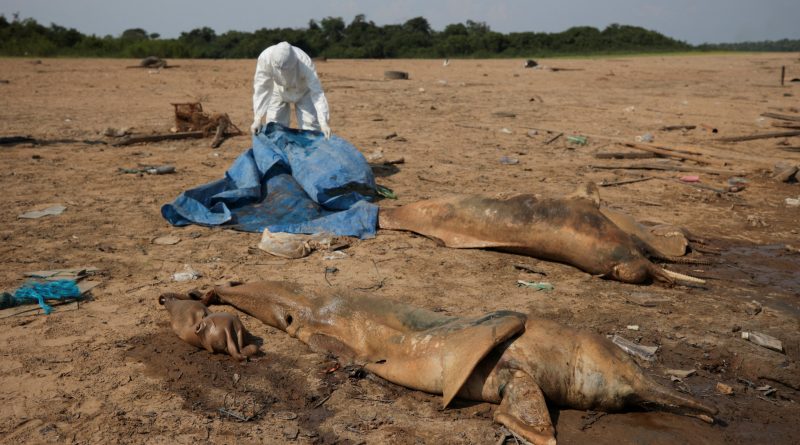 Cientos de delfines muertos por los 41 grados de récord en las aguas amazónicas: “Estaba tan caliente que no tenían refugio”