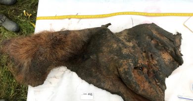 El ARN más antiguo de un mamut, rescatado de una cría que murió acosada por leones de las cavernas hace 40.000 años