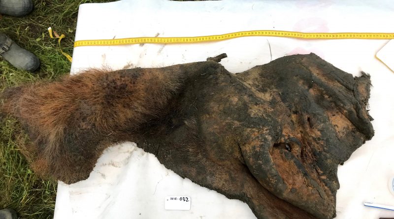 El ARN más antiguo de un mamut, rescatado de una cría que murió acosada por leones de las cavernas hace 40.000 años