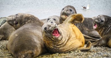 La gripe aviar arrasa la mayor población de elefantes marinos del mundo: la mitad de las hembras ha desaparecido