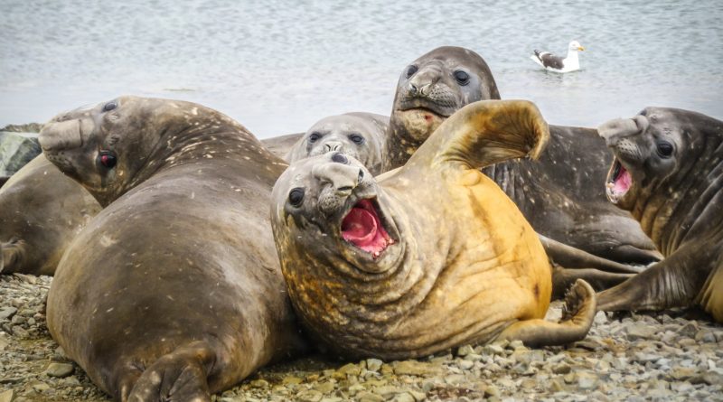 La gripe aviar arrasa la mayor población de elefantes marinos del mundo: la mitad de las hembras ha desaparecido