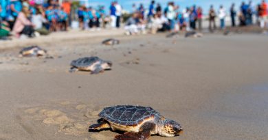Animales con imanes en la cabeza: inducción magnética, bioquímica cuántica y nanocristales de magnetita para no perderse
