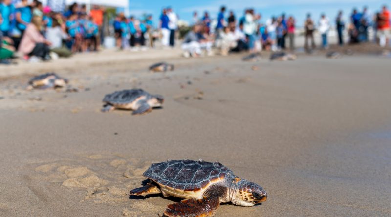 Animales con imanes en la cabeza: inducción magnética, bioquímica cuántica y nanocristales de magnetita para no perderse
