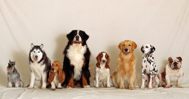 Del chihuahua al gran danés, la extrema diversidad de razas de perros nos acompaña desde hace miles de años