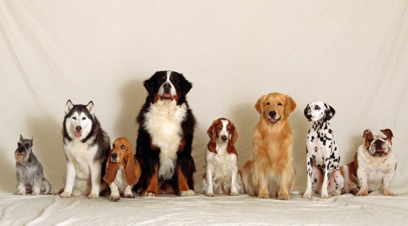 Del chihuahua al gran danés, la extrema diversidad de razas de perros nos acompaña desde hace miles de años Del chihuahua al gran danés, la extrema diversidad de razas de perros nos acompaña desde hace miles de años