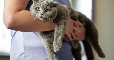 Cómo llegó tu gato a tu regazo: un libro desafía la historia de la domesticación del felino más popular