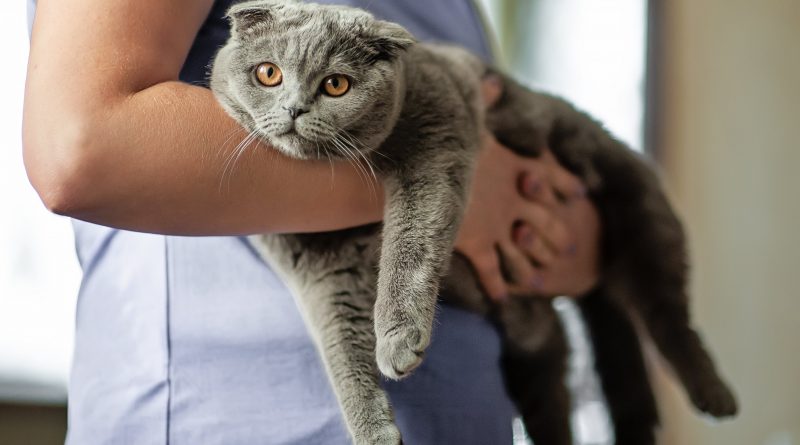 Cómo llegó tu gato a tu regazo: un libro desafía la historia de la domesticación del felino más popular