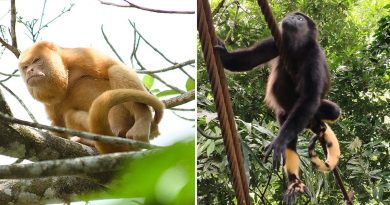 Del lince ibérico blanco en Jaén al mono aullador de Costa Rica: qué hay detrás del cambio de color en animales