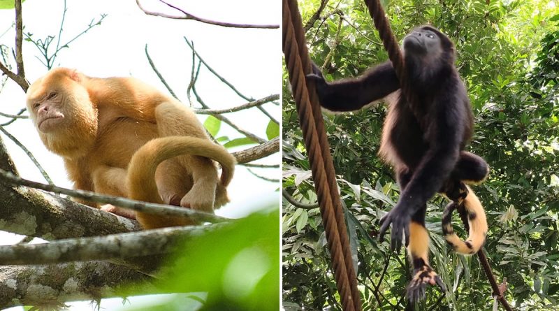 Del lince ibérico blanco en Jaén al mono aullador de Costa Rica: qué hay detrás del cambio de color en animales Del lince ibérico blanco en Jaén al mono aullador de Costa Rica: qué hay detrás del cambio de color en animales