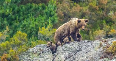 Los osos están cambiando su conducta, su forma y hasta su genética por culpa de las presiones humanas