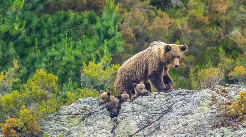 Los osos están cambiando su conducta, su forma y hasta su genética por culpa de las presiones humanas