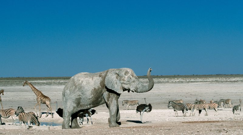 Los elefantes van donde está la sal
