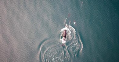 Una alianza inesperada: orcas y delfines forman equipos de caza para atrapar salmones gigantes y compartir el botín