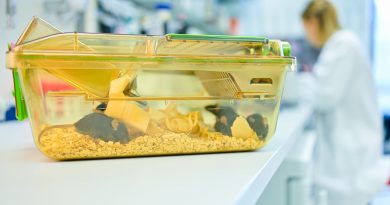 La ciencia española rinde cuentas sobre la experimentación animal: “Usaríamos métodos alternativos si pudiéramos”