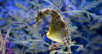 ¿Hay animales machos que paren o ponen huevos?