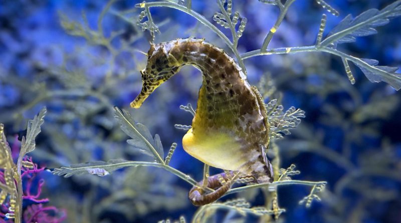 ¿Hay animales machos que paren o ponen huevos?