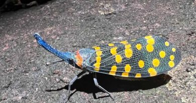 Queda tanta vida por descubrir en este planeta como la ya conocida