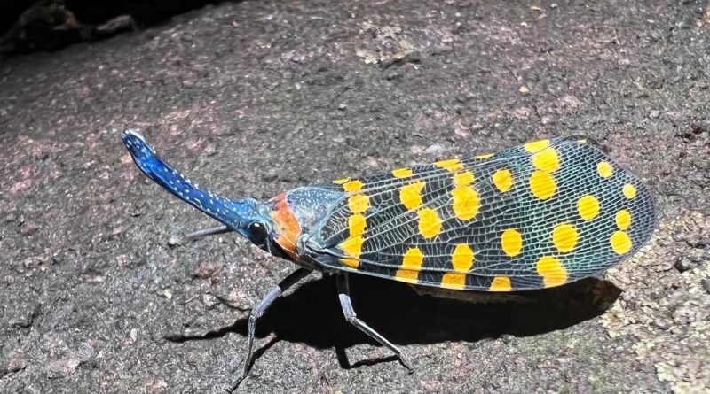 Queda tanta vida por descubrir en este planeta como la ya conocida