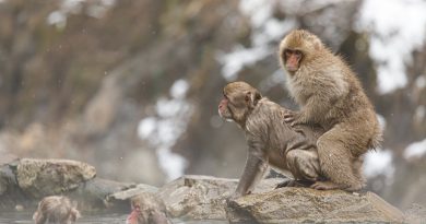 La homosexualidad está presente en todos los grupos de primates: “Parece que surgió hace mucho tiempo”