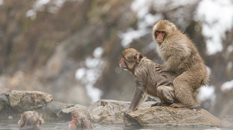 La homosexualidad está presente en todos los grupos de primates: “Parece que surgió hace mucho tiempo”